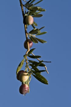green olives on branch with leaves, Jaen, Spain