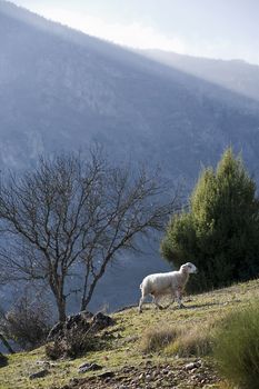 Sheep in montain near the sierra sur of Jaen, Andalusia, Spain