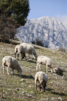 Flock of sheep in sierra sur de Jaen mountains, Andalusia, Spain