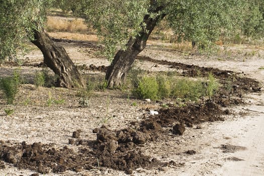 Olive tree from the picual variety near Jaen, Andalusia, Spain
