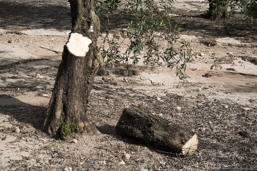 Trunk of olive tree cut in the ground, Jaen, Andalusia, Spain