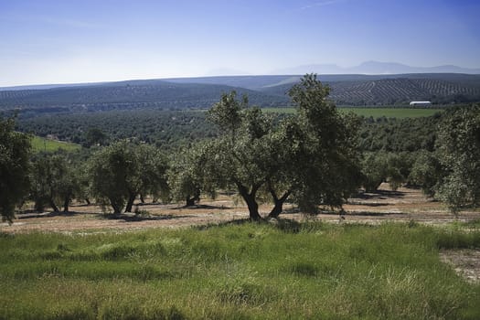 Ecological cultivation of olive trees in the province of Jaen, Andalusia, Spain