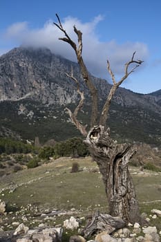 Dry tree in the mountains of the Sierra South of Jaen, Andalusia, Spain