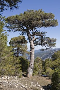 Pinus halepensis or carrasqueño, original pine from South to West Asia Europe can reach fifteen meters high and seven meters in width, Sierra de Cazorla, Jaen province, Andalusia, Spain
