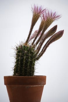 Small cactus in a pot of clay with various flowers in spring, isolated on white background