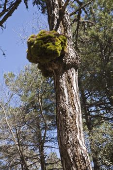 Pinus halepensis or carrasqueño, original pine from South to West Asia Europe can reach fifteen meters high and seven meters in width, Sierra de Cazorla, Jaen province, Andalusia, Spain