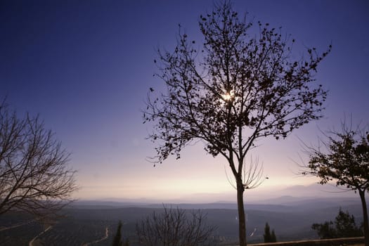 silhouette of tree at dawn, Spain