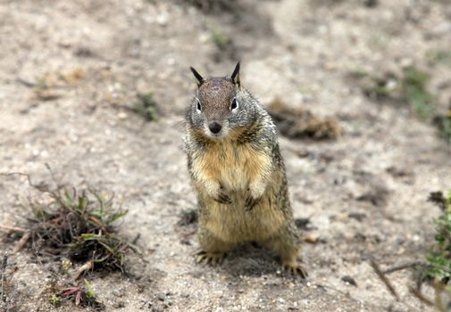 Eastern Chipmunk, tamias striatus, standing erect on a rock pile, California