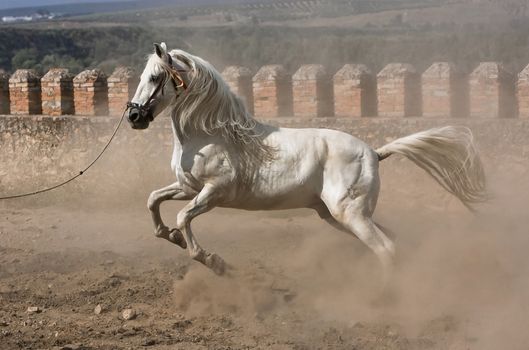 White horse of pure breed Spanish jogging