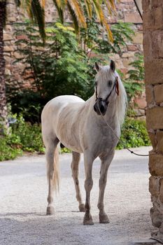 Spanish purebred horse posing, andalucia, Spain