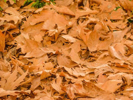 Background made of fallen autumn leaves