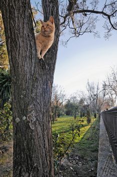 Handsome orange tabby cat up in a tree looking alert