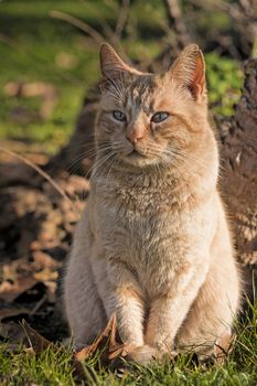 Portrait of a cute little orange cat outside