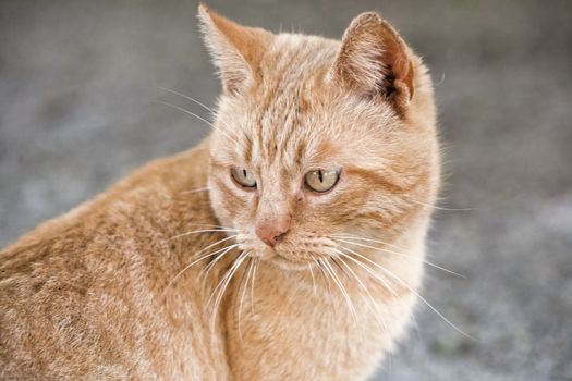 Portrait of a cute little orange cat outside