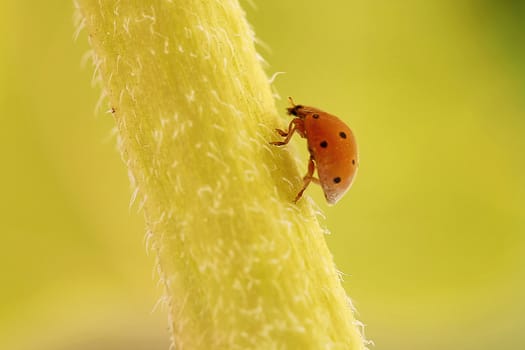 Orange Ladybird on a stalk of a flower