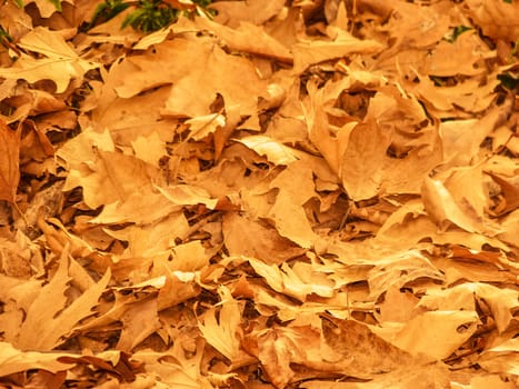 Background made of fallen autumn leaves