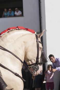 Courtyard of horses from the plaza de toros in Pozoblanco, a man teaches his son a horse of services like before starting the racing, Pozoblanco, Coroba province, Andalucia, Spain