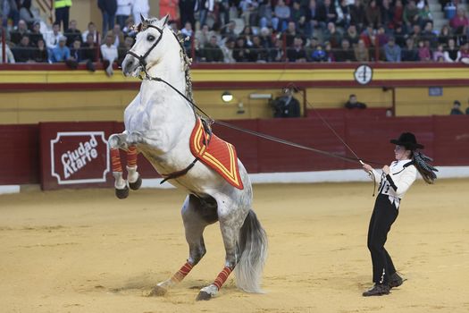 Girl in exhibition of classical dressage horses of purebred Spanish, Atarfe, Granada province, Spain