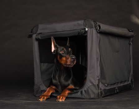 Doberman dog near by cage on black background