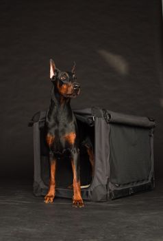 Doberman dog near by cage on black background