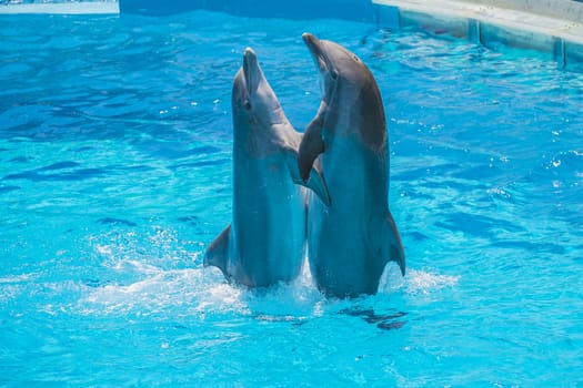 Dolphin pairs has demonstration of tango dancing. All the photos are shot July 25, 2013