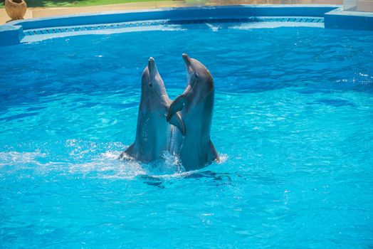 Dolphin pairs has demonstration of tango dancing. All the photos are shot July 25, 2013