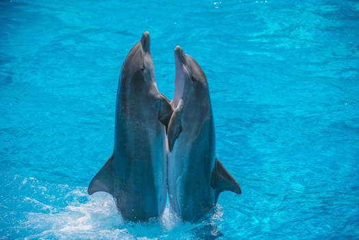 Dolphin pairs has demonstration of tango dancing. All the photos are shot July 25, 2013