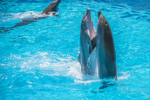 Dolphin pairs has demonstration of tango dancing. All the photos are shot July 25, 2013