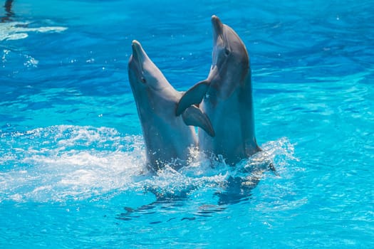 Dolphin pairs has demonstration of tango dancing. All the photos are shot July 25, 2013