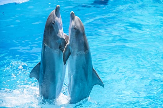 Dolphin pairs has demonstration of tango dancing. All the photos are shot July 25, 2013