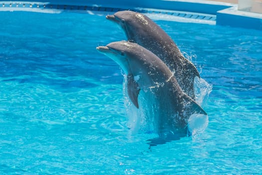 Dolphin pairs has demonstration of tango dancing. All the photos are shot July 25, 2013