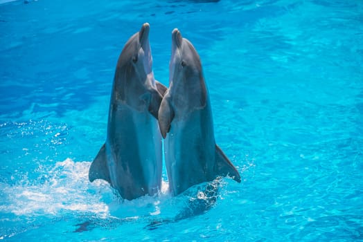 Dolphin pairs has demonstration of tango dancing. All the photos are shot July 25, 2013