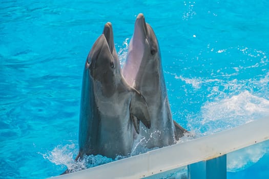 Dolphin pairs has demonstration of tango dancing. All the photos are shot July 25, 2013