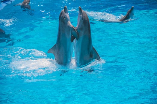 Dolphin pairs has demonstration of tango dancing. All the photos are shot July 25, 2013