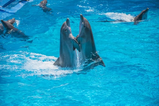 Dolphin pairs has demonstration of tango dancing. All the photos are shot July 25, 2013