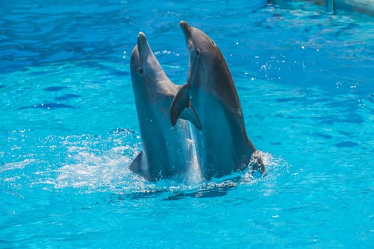 Dolphin pairs has demonstration of tango dancing. All the photos are shot July 25, 2013