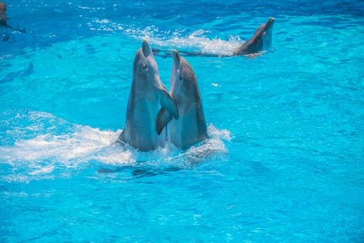 Dolphin pairs has demonstration of tango dancing. All the photos are shot July 25, 2013