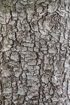 Old tree bark for natural textured background