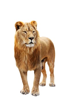 Big beautiful lion stands isolated on the white