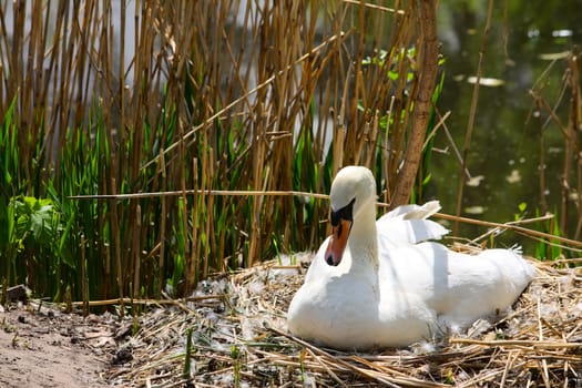 One swan sitting at a nest with some eggs