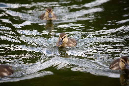 Little duckings dwimming on the lake