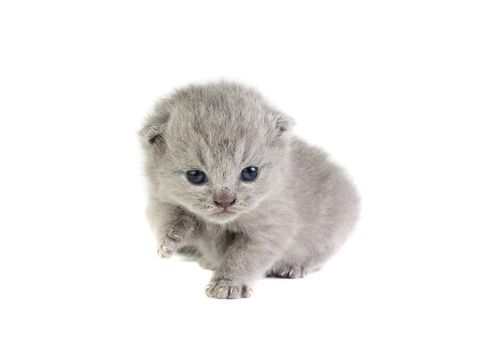 Little british kitten isolated on the white