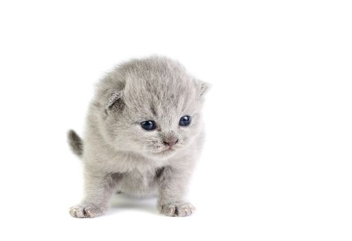 Little british kitten isolated on the white