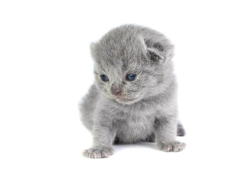 Little british kitten isolated on the white