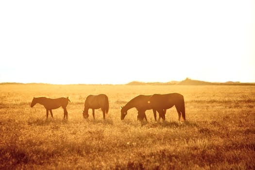 Some horses grazing on the field