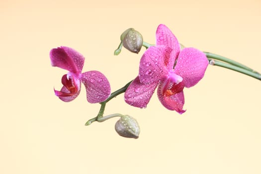 Orchid flower with bud at the branch at the dark background