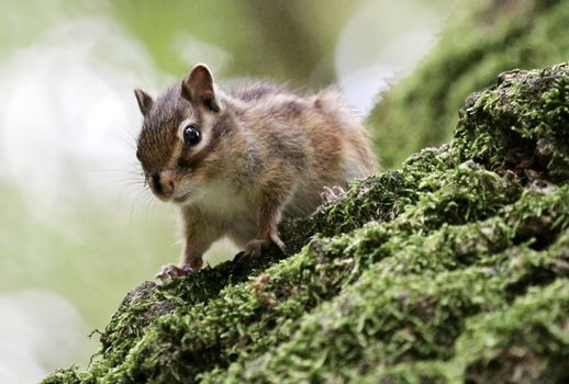 Chipmunk on the branch of a tree
