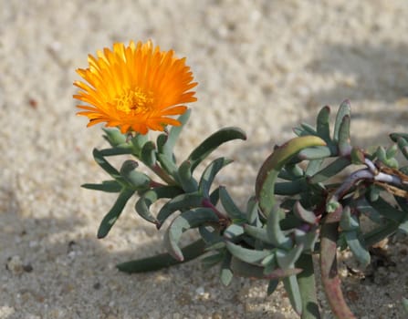 Single orange lampranthus multiradiatus flower and its green leaves on the sand