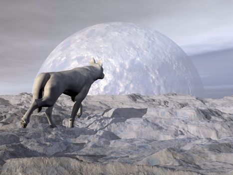 White wolf walking in the snowy mountain by full moon light