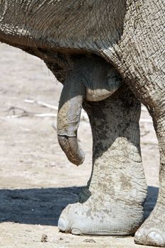 Close up on big male elephant penis